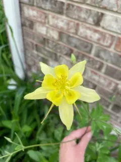 golden columbine thumbnail 3