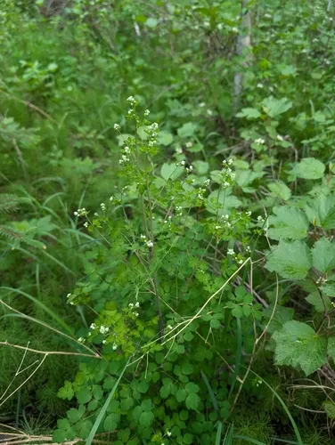 Fewflower Meadow-rue