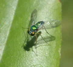 Condylostylus sipho thumbnail 3