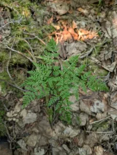 mountain bladder-fern thumbnail 4