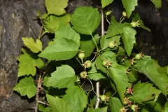Smooth Hawthorn thumbnail 4