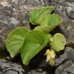 northern bog violet thumbnail 3
