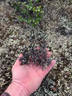Arctic tumbleweed thumbnail 3
