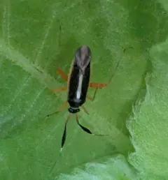 Garganus fusiformis thumbnail 2