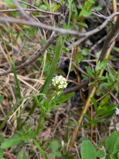 Marsh Valerian thumbnail 3