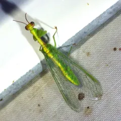 Green Mantidfly thumbnail 3