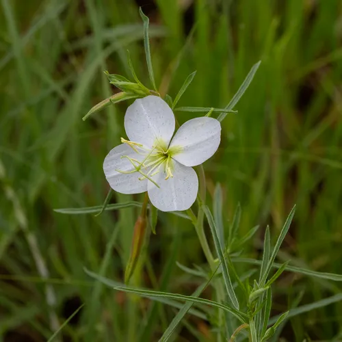 White-stemmed Evening-primrose