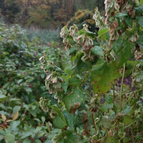 climbing false buckwheat