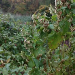 climbing false buckwheat thumbnail 1
