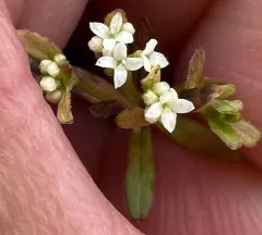 Bog Bedstraw thumbnail 4