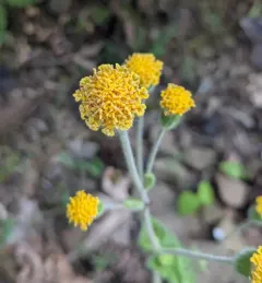 rayless arnica thumbnail 1