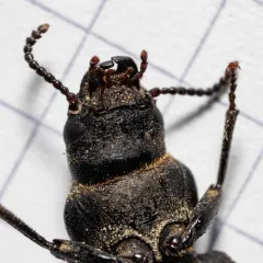 Burnt Conifer Bark Beetle thumbnail 4