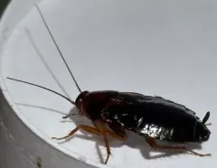 Uhler's Wood Cockroach thumbnail 4