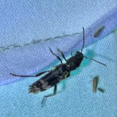 Rustic Borer thumbnail 4