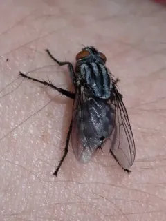 Friendly Flesh Fly thumbnail 2