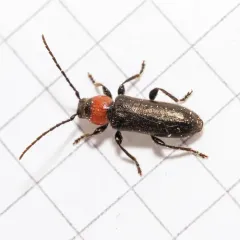 Fire-necked Longhorn Beetle thumbnail 4