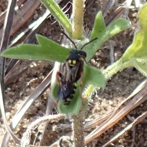 Fervid Nomad Bee