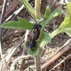 Fervid Nomad Bee thumbnail 1