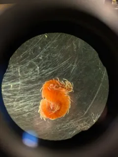 Epigamia magna thumbnail 3