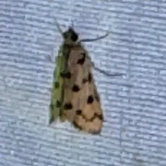 Spotted Peppergrass Moth thumbnail 2