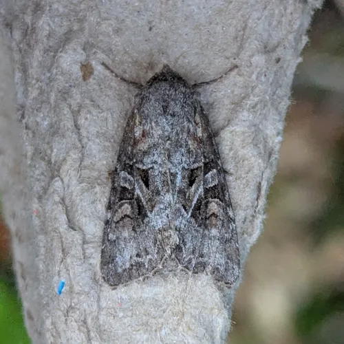 Trichordestra liquida