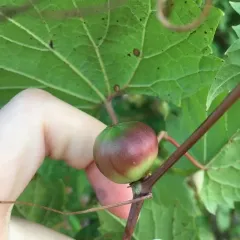 Ampelomyia vitispomum thumbnail 3