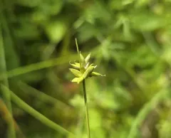 sparse-flowered sedge thumbnail 4