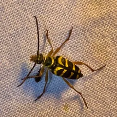 chestnut bark borer thumbnail 4