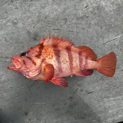 Tiger Rockfish thumbnail 3