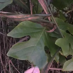 American tuliptree thumbnail 4
