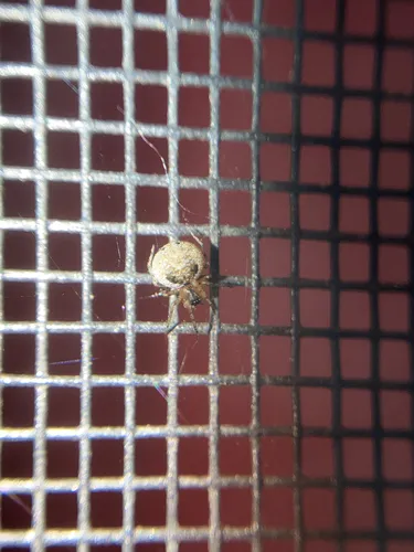 holarctic long-legged cobweaver