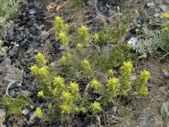 Green-tinged Paintbrush thumbnail 4