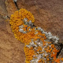 Sugared Sunburst Lichen thumbnail 4