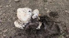 puffball parasol thumbnail 1