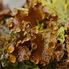 Broad Wrinkle Lichen thumbnail 4
