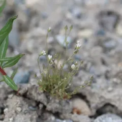 Beautiful Sandwort thumbnail 4
