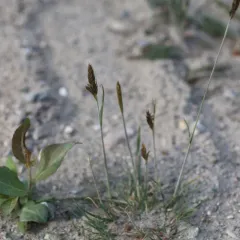 spike trisetum thumbnail 4