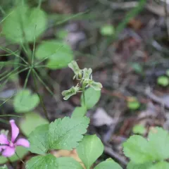 Northern twayblade thumbnail 4