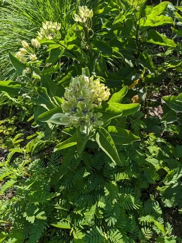 green antelopehorns