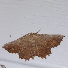 Effective Euchlaena Moth thumbnail 3