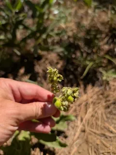 western hound's tongue thumbnail 2