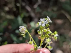 California stickseed thumbnail 4