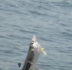 North Pacific Spiny Dogfish thumbnail 4