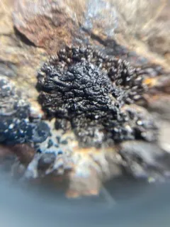 Rock Grubs thumbnail 3