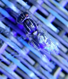 Oxycera albovittata thumbnail 4