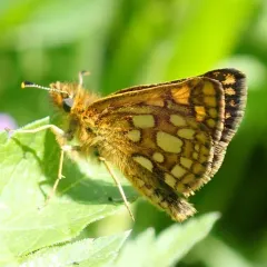 Western Arctic Skipper thumbnail 3