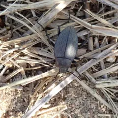 Plains False Wireworm Beetle thumbnail 2