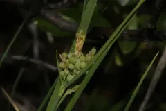 Hasse's sedge thumbnail 2