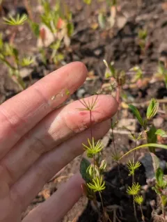 northern linanthus thumbnail 2