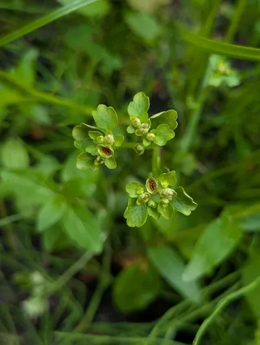 northern golden-saxifrage